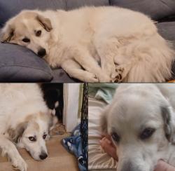 Lost Female Dog last seen Madden RD, Lamar County, MS 39475