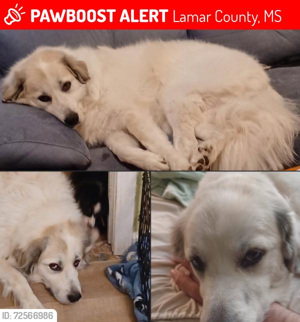 Lost Female Dog last seen Madden RD, Lamar County, MS 39475