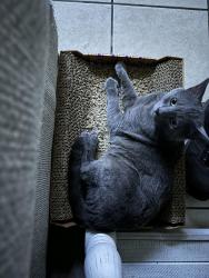 Lost Male Cat last seen Grape st and hickory st, Los Angeles, CA 90002