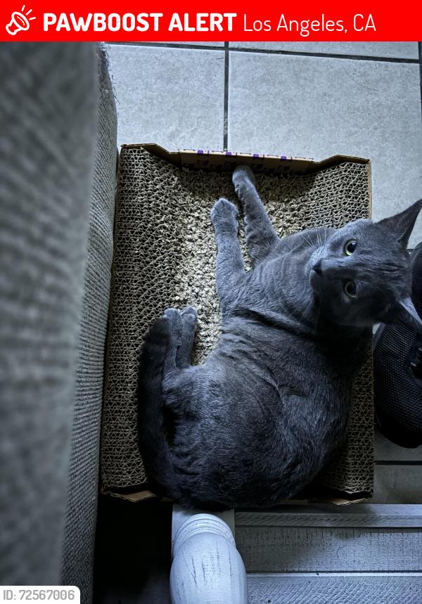 Lost Male Cat last seen Grape st and hickory st, Los Angeles, CA 90002