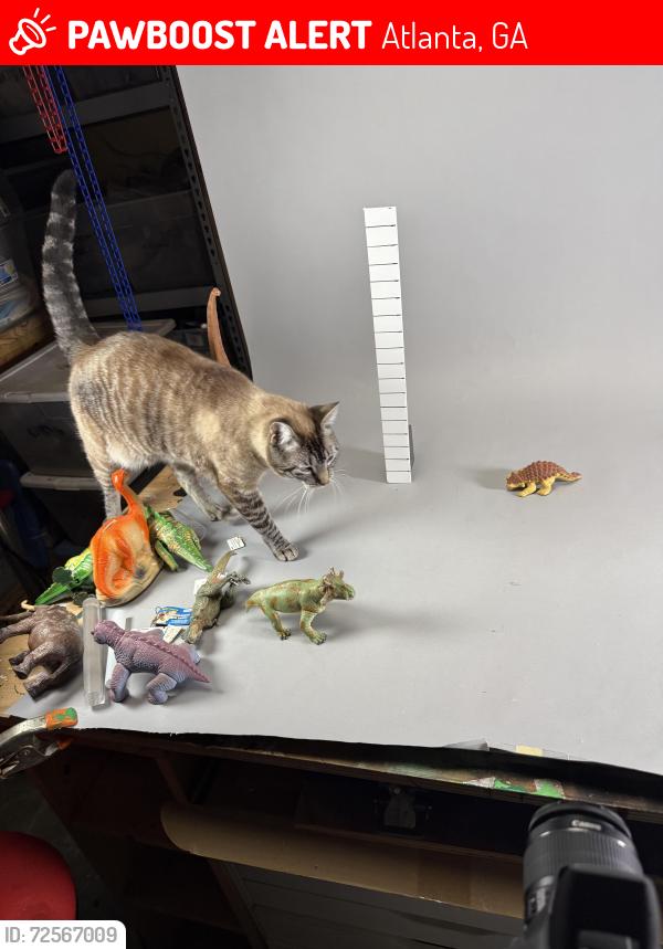 Lost Male Cat last seen Nancy Ln NE and Sherebrook or Melinda Dr, Atlanta, GA 30345