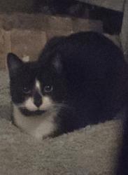 Found/Stray Unknown Cat last seen Meadowside Drive/Heatherwood Drive-CPN, Virginia Beach, VA 23455