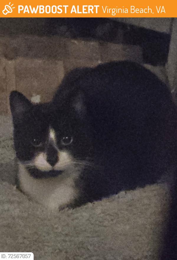 Found/Stray Unknown Cat last seen Meadowside Drive/Heatherwood Drive-CPN, Virginia Beach, VA 23455