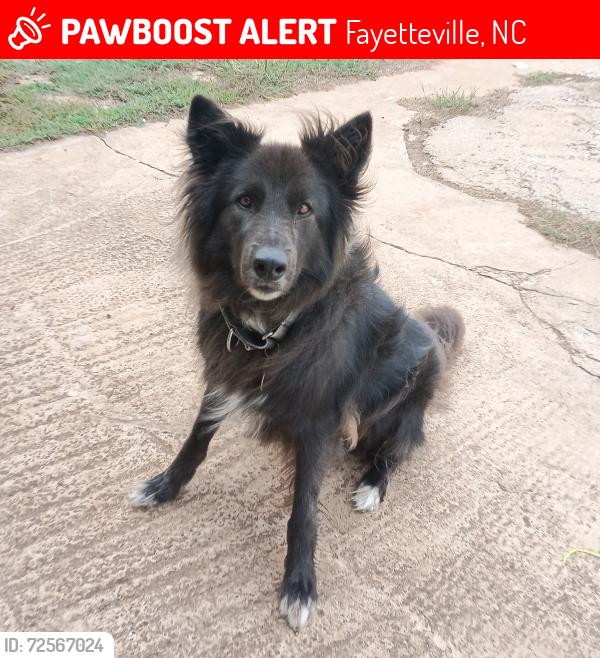 Lost Male Dog last seen Near fields rd Fayetteville, Fayetteville, NC 28312