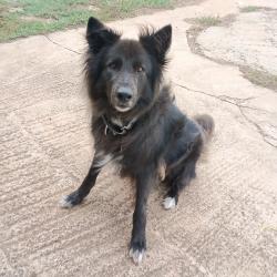 Lost Male Dog last seen Near fields rd Fayetteville, Fayetteville, NC 28312