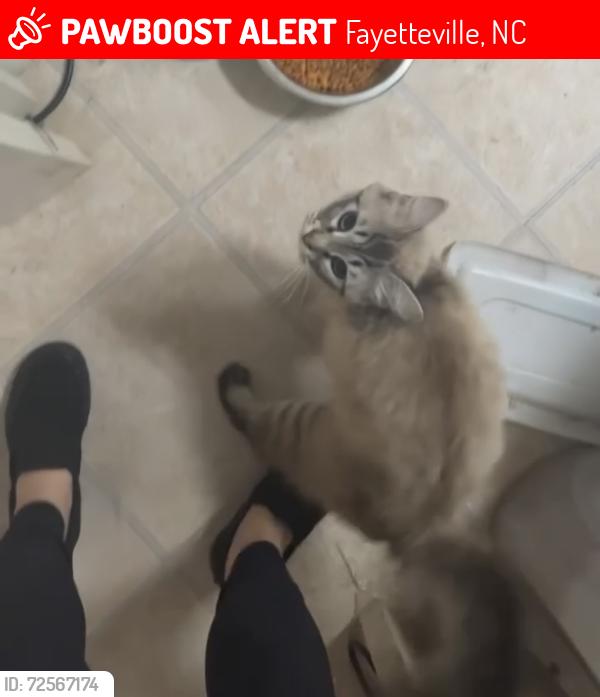 Lost Female Cat last seen Went “missing” last year along Camden Road…., Fayetteville, NC 28306