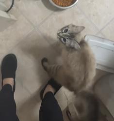 Lost Female Cat last seen Went “missing” last year along Camden Road…., Fayetteville, NC 28306
