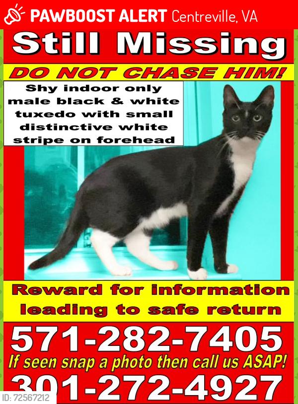 Lost Male Cat last seen Battalion St centreville , Centreville, VA 20121