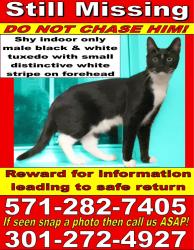 Lost Male Cat last seen Battalion St centreville , Centreville, VA 20121