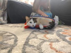 Lost Male Cat last seen 1st and meridian , Wichita, KS 67203
