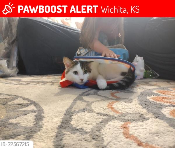 Lost Male Cat last seen 1st and meridian , Wichita, KS 67203