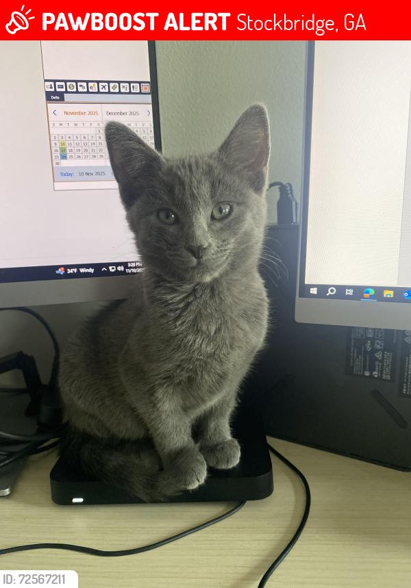 Lost Male Cat last seen Walmart on Hudson Bridge in Stockbridge , Stockbridge, GA 30281
