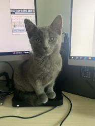 Lost Male Cat last seen Walmart on Hudson Bridge in Stockbridge , Stockbridge, GA 30281