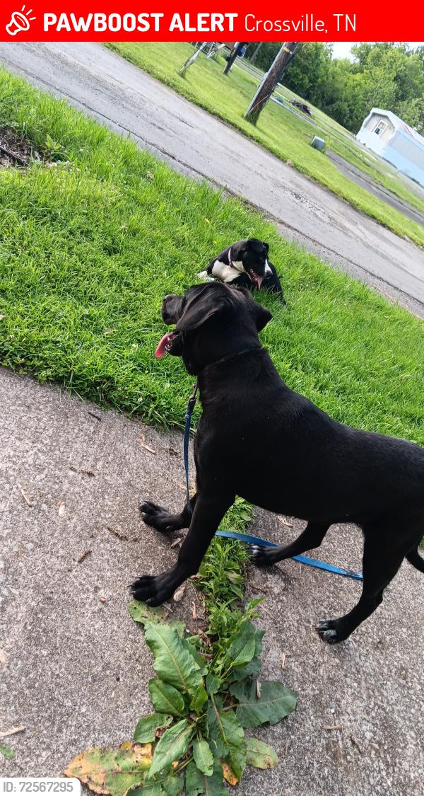 Lost Male Dog last seen Near E 1st St, Crossville, TN 38555, Crossville, TN 38555