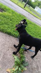 Lost Male Dog last seen Near E 1st St, Crossville, TN 38555, Crossville, TN 38555