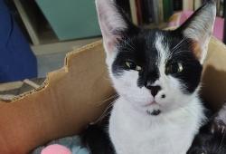 Lost Female Cat last seen On mount washington road Between allen, and maxwell, Ardmore, OK 73401