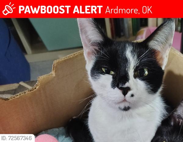 Lost Female Cat last seen On mount washington road Between allen, and maxwell, Ardmore, OK 73401