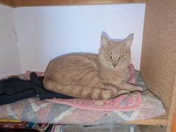 Lost Male Cat last seen Fairbanks and Kellogg, El Paso, TX 79924