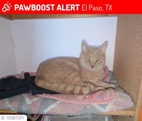 Lost Male Cat last seen Fairbanks and Kellogg, El Paso, TX 79924