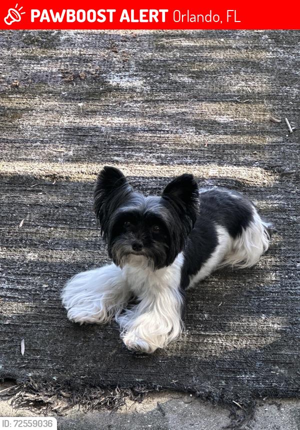Lost Female Dog last seen Spring rain dr Orlando fl 32819, Orlando, FL 32819