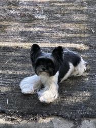 Lost Female Dog last seen Spring rain dr Orlando fl 32819, Orlando, FL 32819