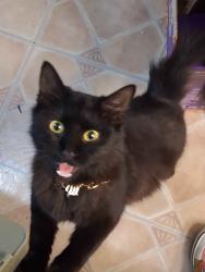 Lost Female Cat last seen Leyland drive, San Antonio, TX 78239