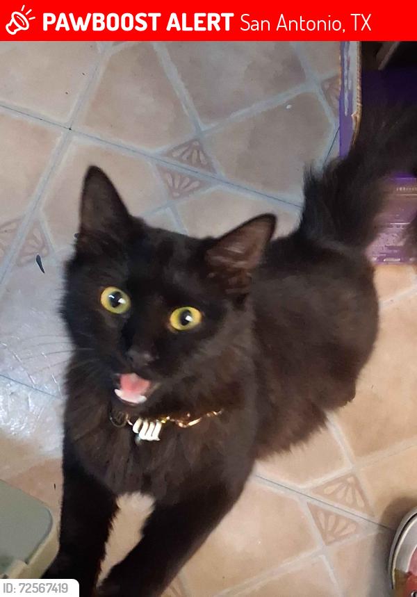 Lost Female Cat last seen Leyland drive, San Antonio, TX 78239