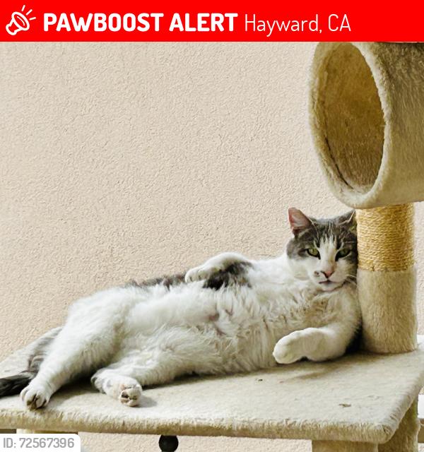 Lost Female Cat last seen Gading, Hayward, CA 94544