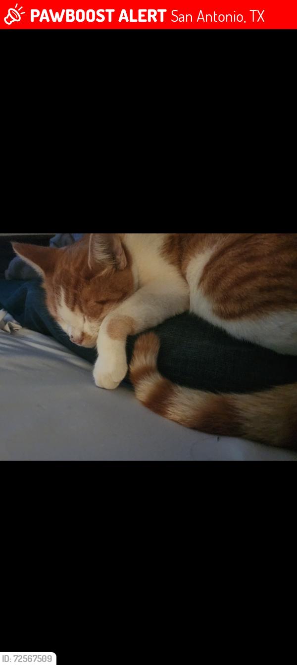 Lost Male Cat last seen Hunt lane and mahota dr, San Antonio, TX 78227