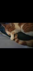Lost Male Cat last seen Hunt lane and mahota dr, San Antonio, TX 78227