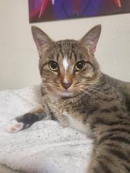Lost Male Cat last seen Near Fair Oak Dale and  4834 Dappled Grove Trail, Humble, TX 77346