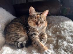 Lost Female Cat last seen Grove Ave between Spring and Dora, Ukiah, CA 95482