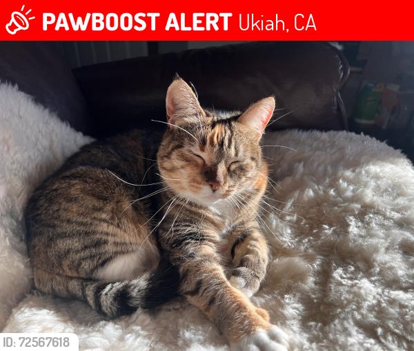 Lost Female Cat last seen Grove Ave between Spring and Dora, Ukiah, CA 95482