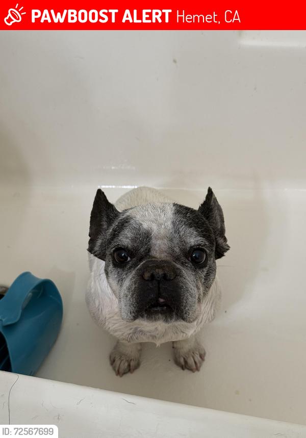 Lost Female Dog last seen Fruitvale / menlo , Hemet, CA 92543