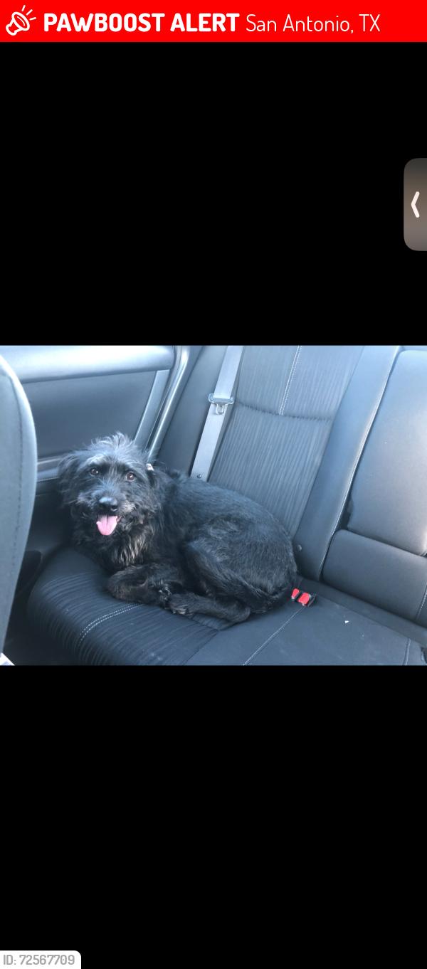 Lost Female Dog last seen Grosenbacher Rd and Madrona St, San Antonio, TX 78245