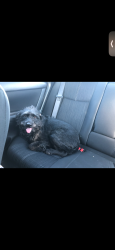Lost Female Dog last seen Grosenbacher Rd and Madrona St, San Antonio, TX 78245