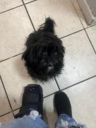 Reunited Female Dog last seen 43rd, 290, Houston, TX 77092