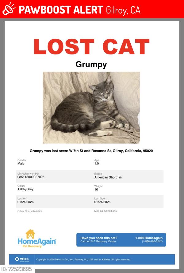 Lost Male Cat last seen W 7th St and Rosanna St, Gilroy, CA 95020