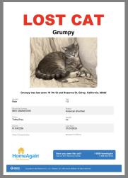 Lost Male Cat last seen W 7th St and Rosanna St, Gilroy, CA 95020