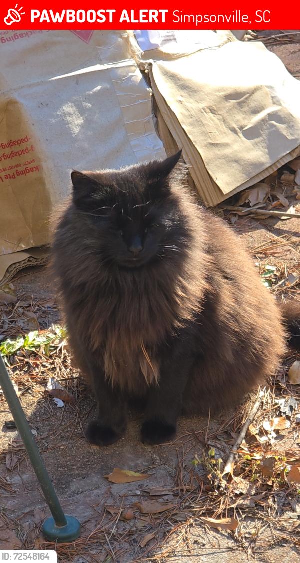 Lost Female Cat last seen Morrell Drive, Simpsonville, SC 29681