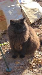 Lost Female Cat last seen Morrell Drive, Simpsonville, SC 29681