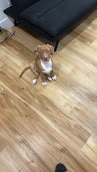 Reunited Male Dog last seen Bonanza y Vegas Blvd, Las Vegas, NV 89101
