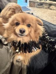 Lost Male Dog last seen Ponderosa st , Bakersfield, CA 93306