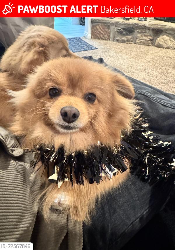 Lost Male Dog last seen Ponderosa st , Bakersfield, CA 93306