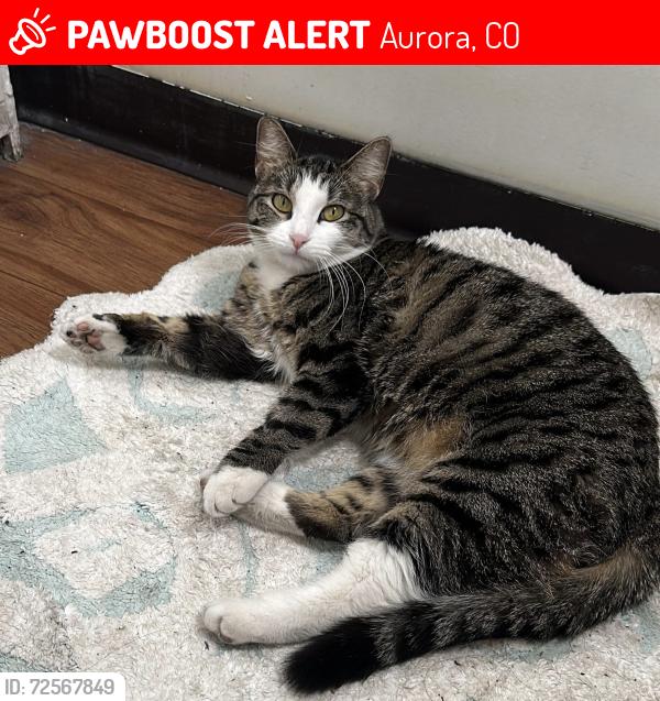 Lost Male Cat last seen Near 1785 Geneva St, Aurora, CO 80010, Aurora, CO 80010