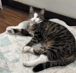 Lost Male Cat last seen Near 1785 Geneva St, Aurora, CO 80010, Aurora, CO 80010