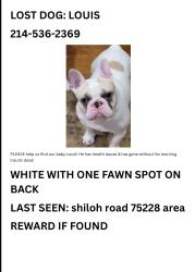 Lost Male Dog last seen gus thomasson , Dallas, TX 75228
