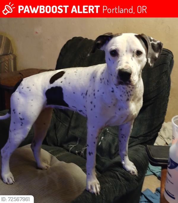 Lost Female Dog last seen 71st and duke, Portland, OR 97206