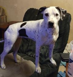 Lost Female Dog last seen 71st and duke, Portland, OR 97206