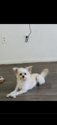 Lost Female Dog last seen Crawford street , North Las Vegas, NV 89030